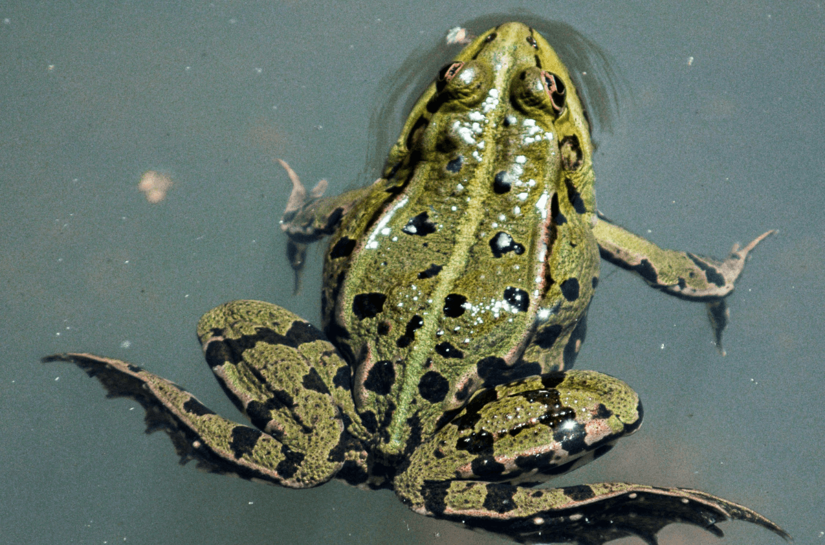 frog_monads