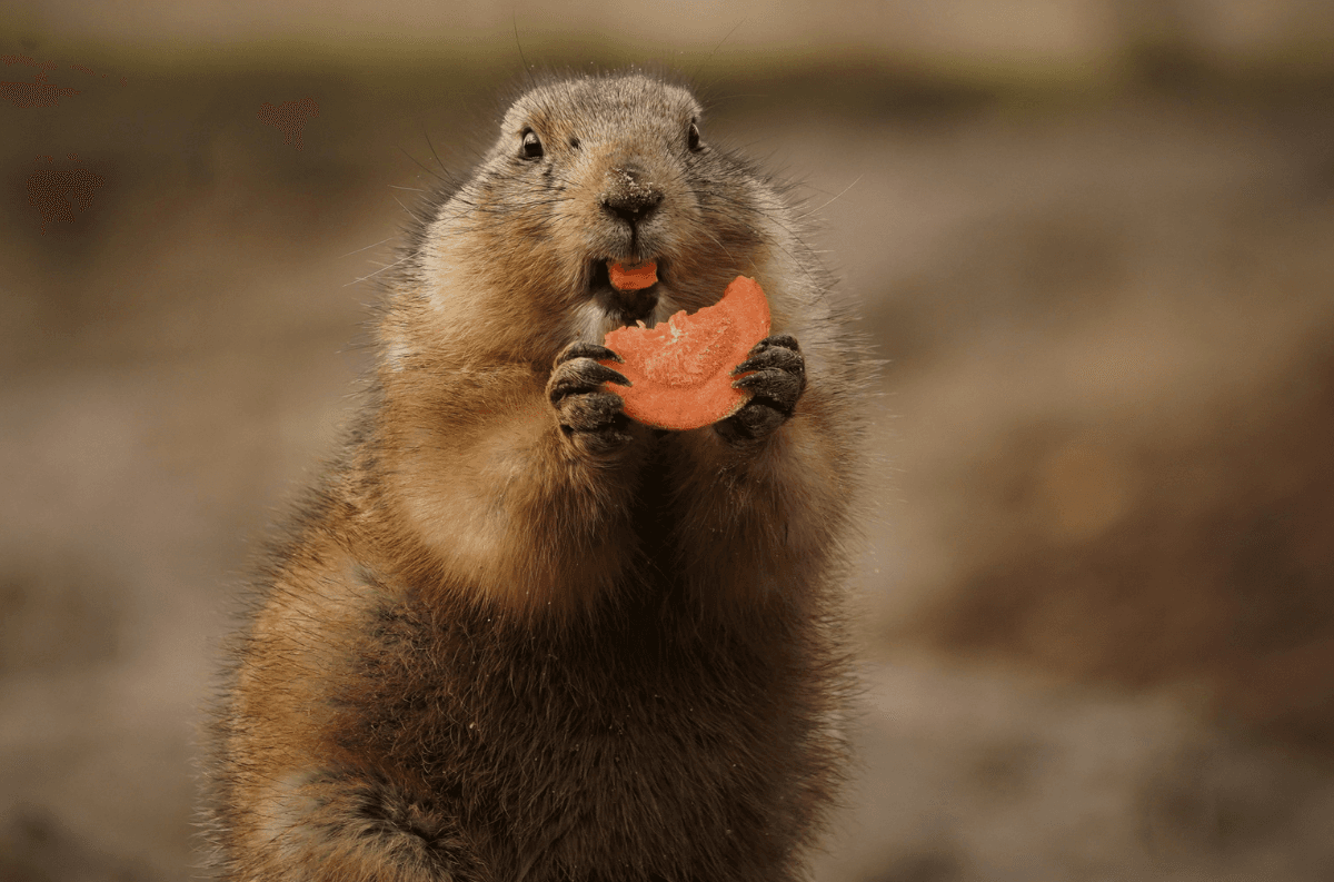 go_gopher