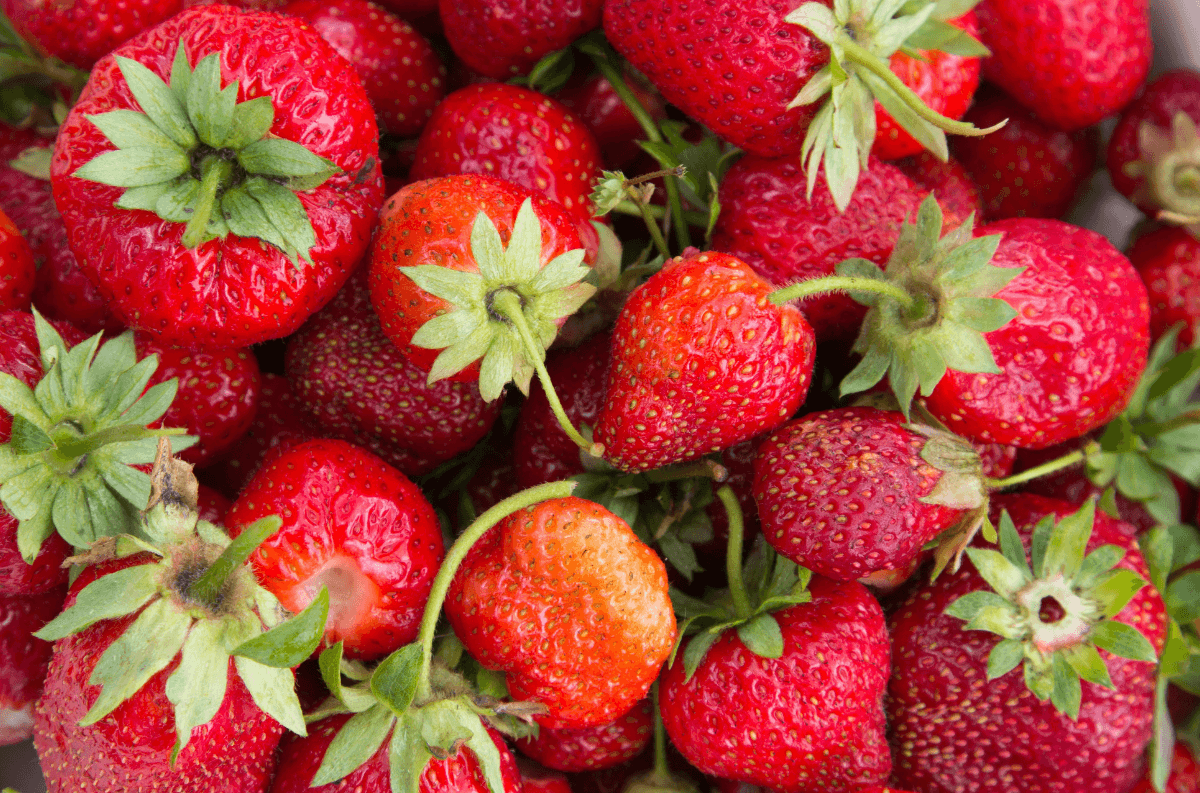Fragola appena raccolta, simbolo della filiera corta e della vendita diretta agricola