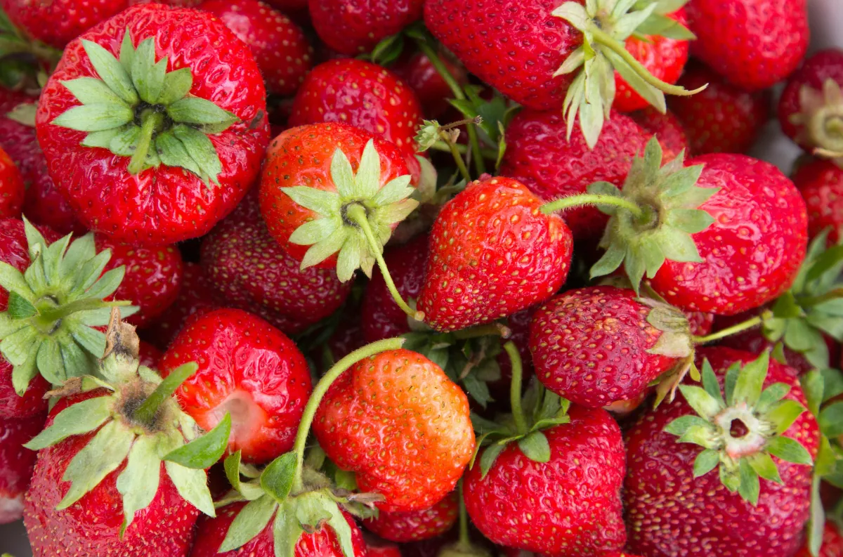 Fragola appena raccolta, simbolo della filiera corta e della vendita diretta agricola
